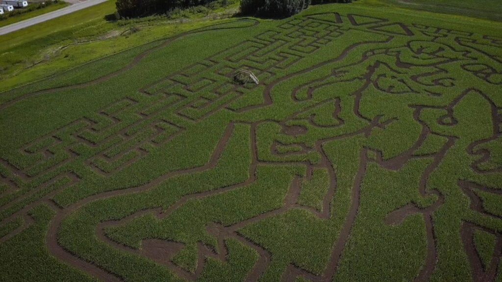 Anthem Corn Maze