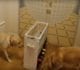 This Multiplayer Game For Dogs Is The Most Wholesome Thing You'll Ever See (VIDEO)
