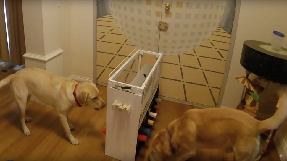 This Multiplayer Game For Dogs Is The Most Wholesome Thing You'll Ever See (VIDEO)