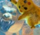 Pokemon GO Detective Pikachu Raid Bosses Revealed